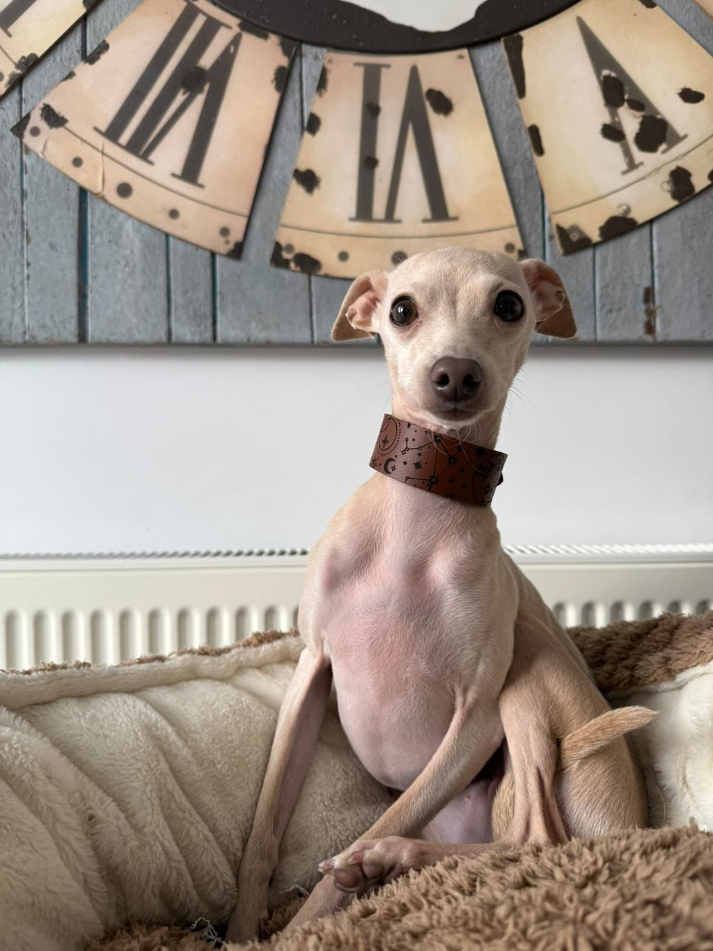 Leather Collar - Constellations