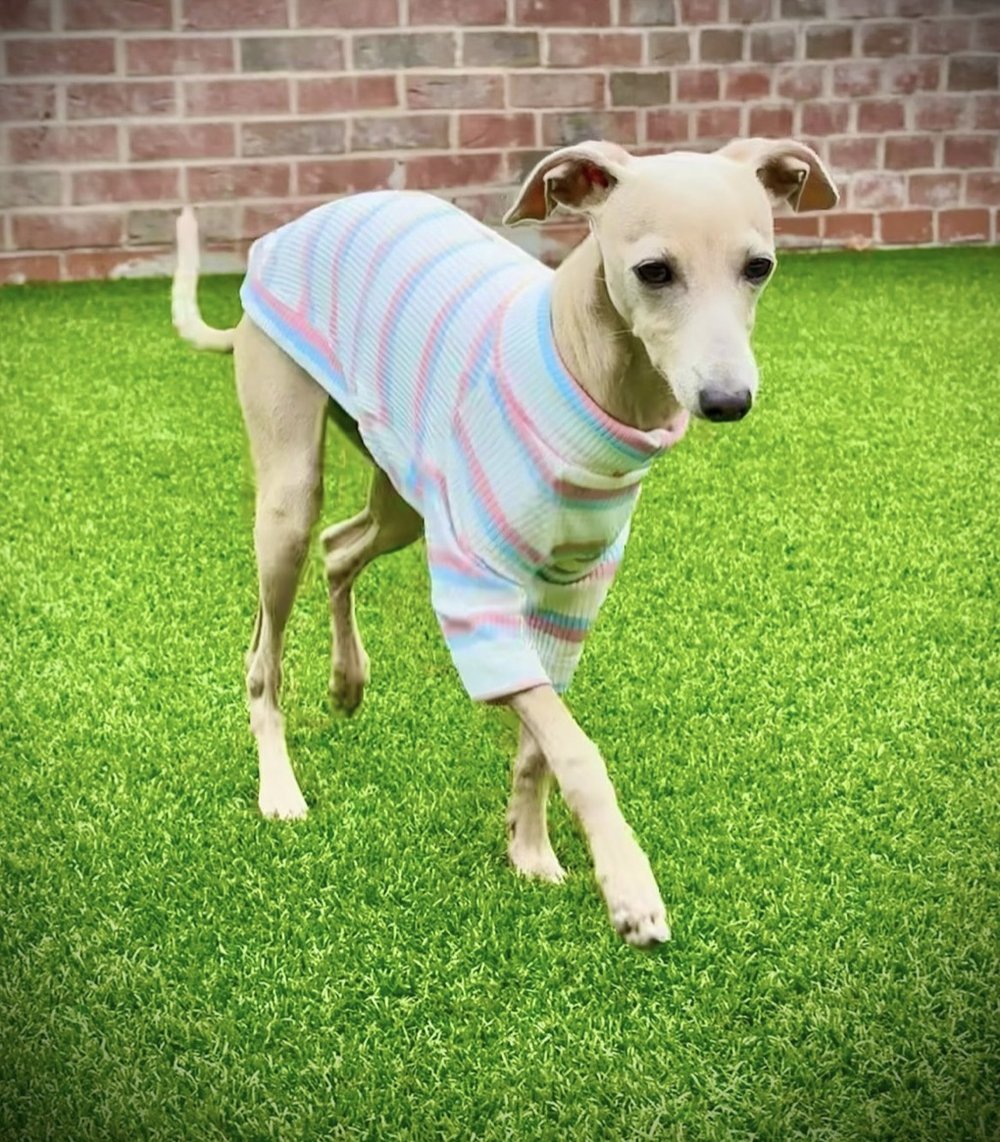 Ribbed Jersey T-Shirt - Pink & Blue Stripe