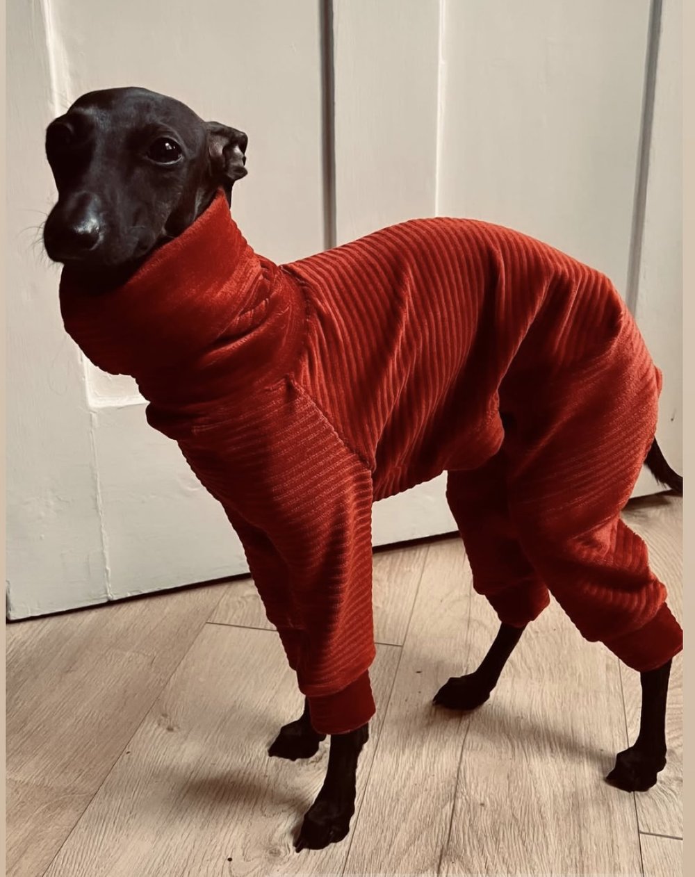 Dog wearing a red ribbed onesie standing on a wooden floor.