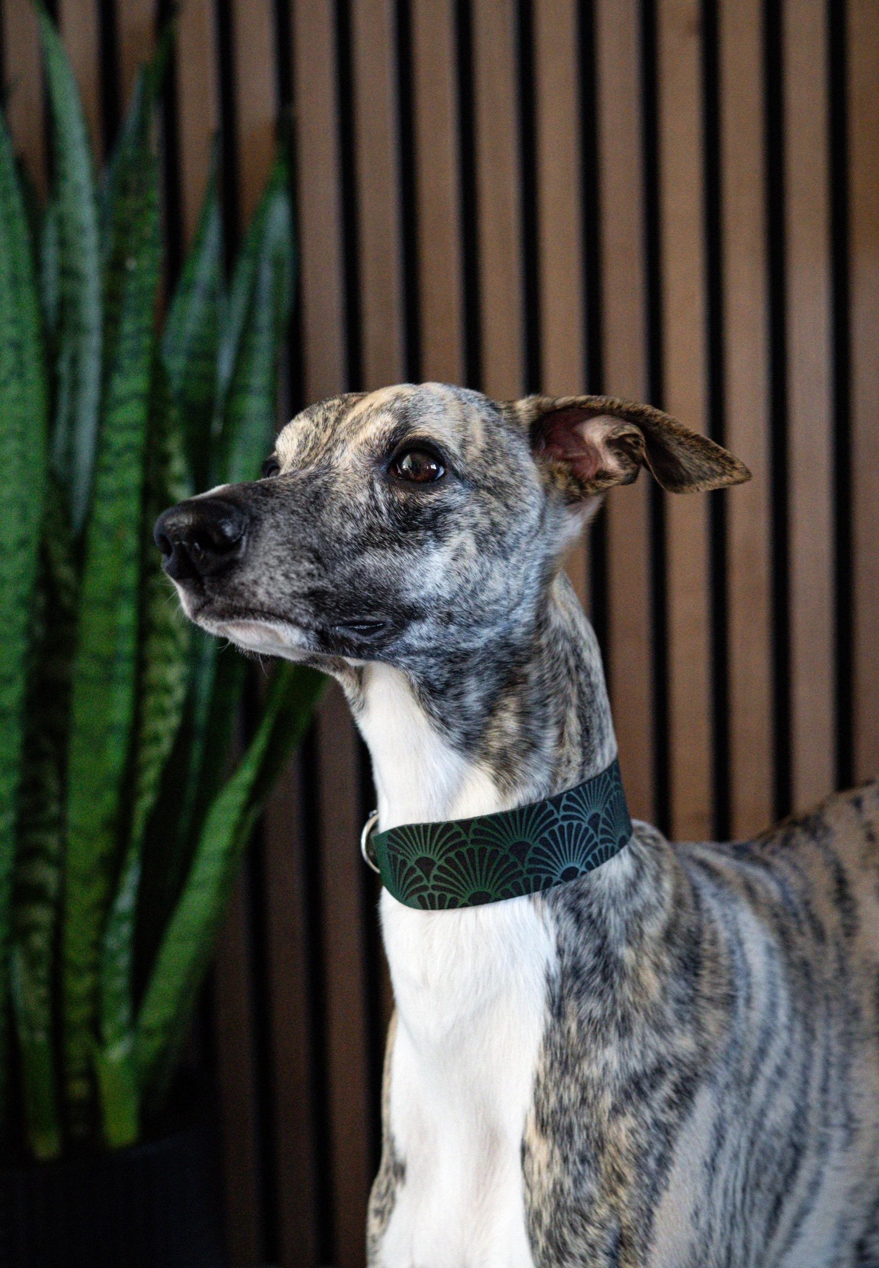 Dog wearing a green collar with a plant in the background