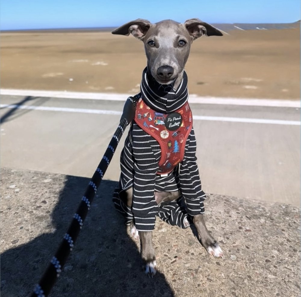 Knit Jersey Suit - Grey Stripe