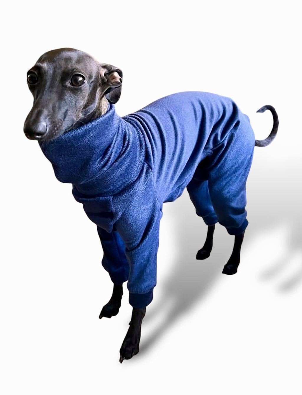 Dog wearing a blue onesie on a white background