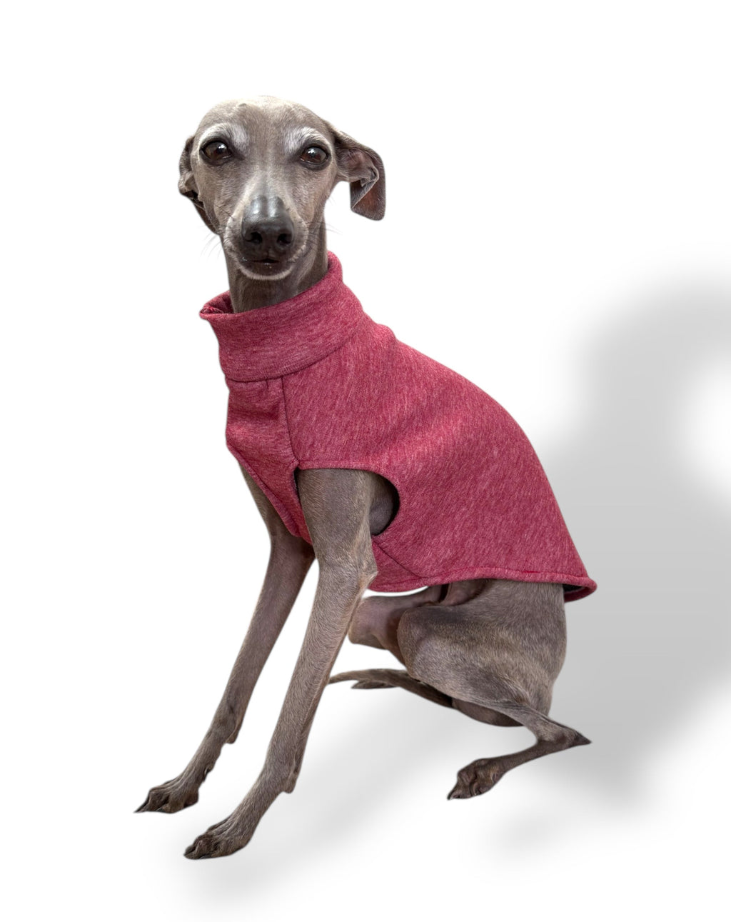 Dog wearing a pink sweater on a white background