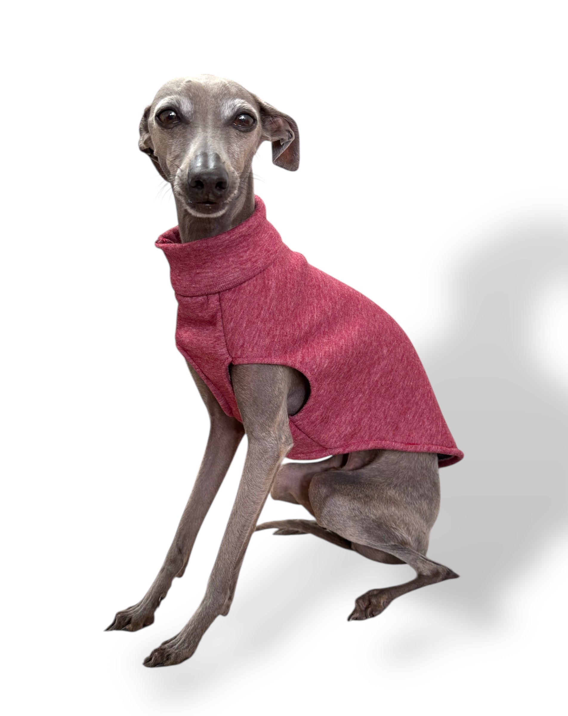 Dog wearing a pink sweater on a white background
