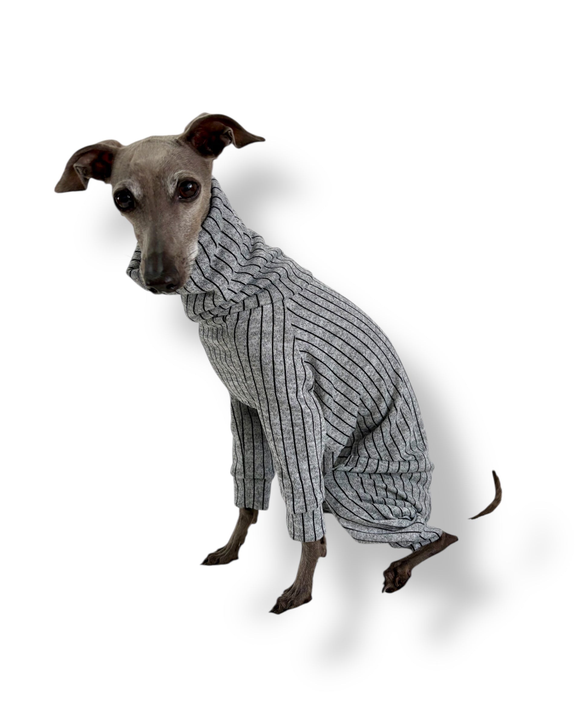 Dog wearing a gray striped sweater on a white background