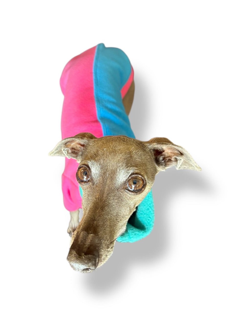 Dog with a colorful hood on a white background