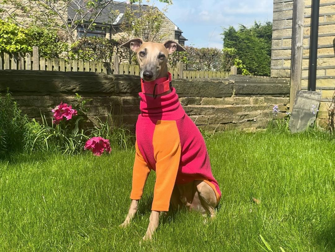 Dog wearing a pink and orange outfit standing on grass with flowers and a house in the background