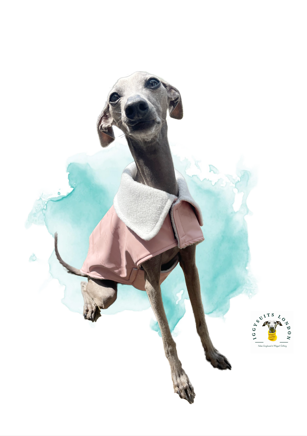 Dog wearing a pink outfit with a white bib on a light blue watercolor background