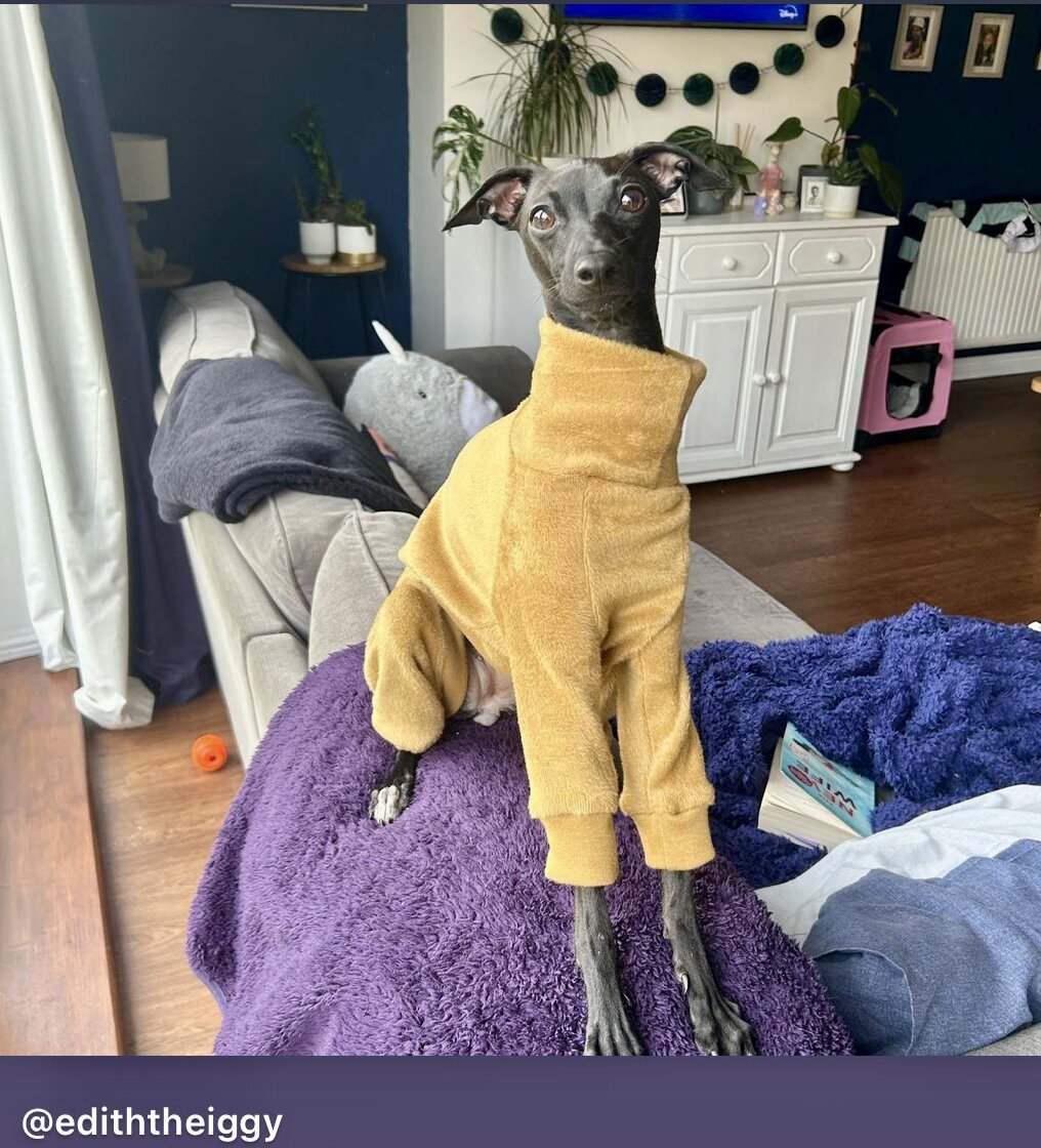 Dog wearing a yellow outfit standing on a purple blanket in a living room.