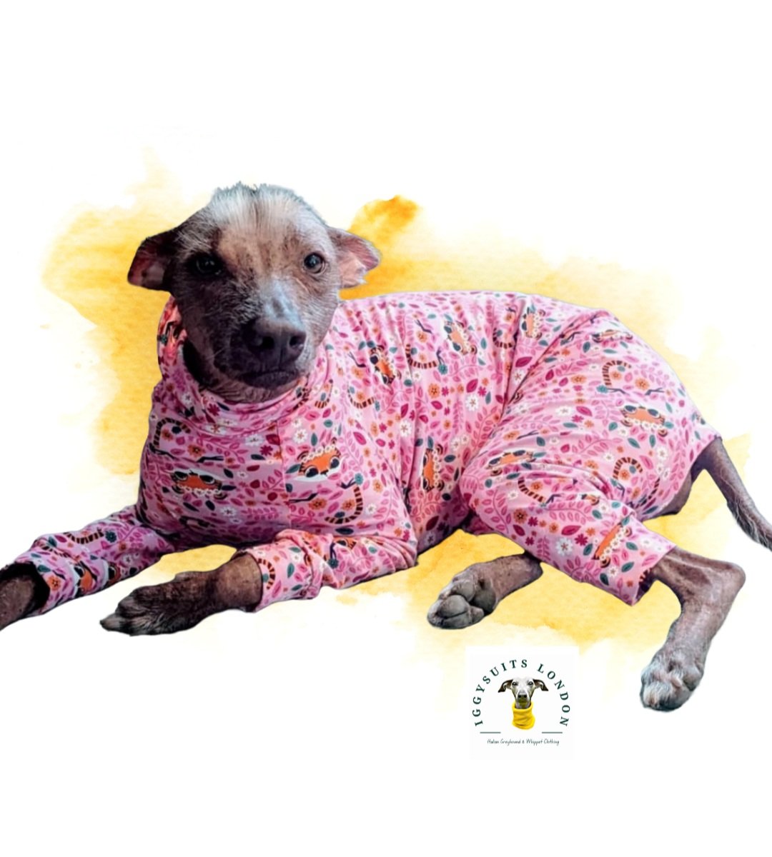 Dog wearing pink pajamas with a yellow and white background