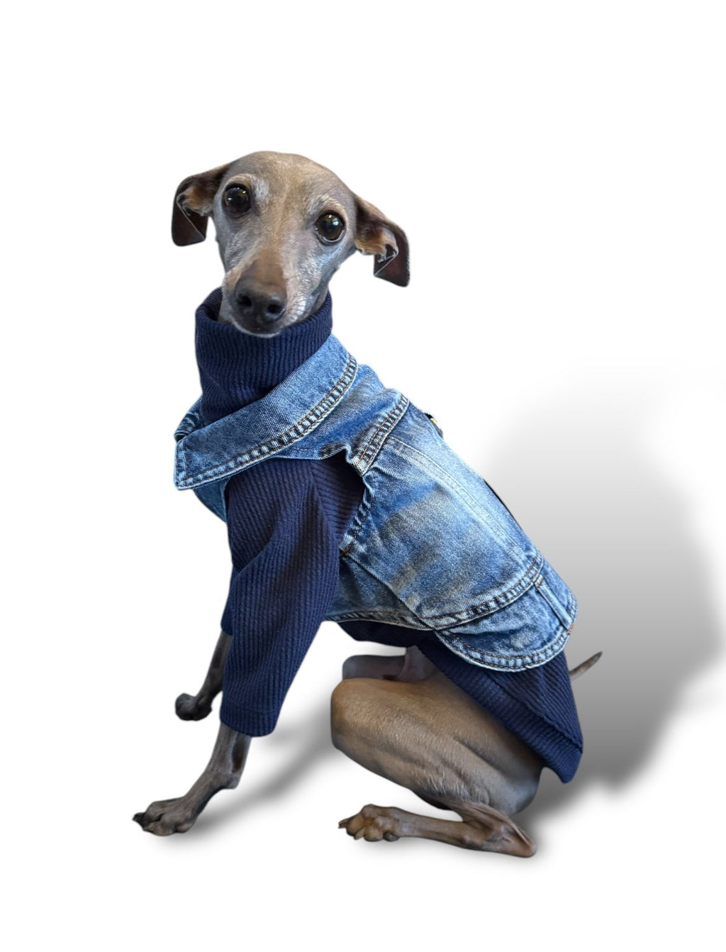 Denim Jacket - Cool Iggy Club