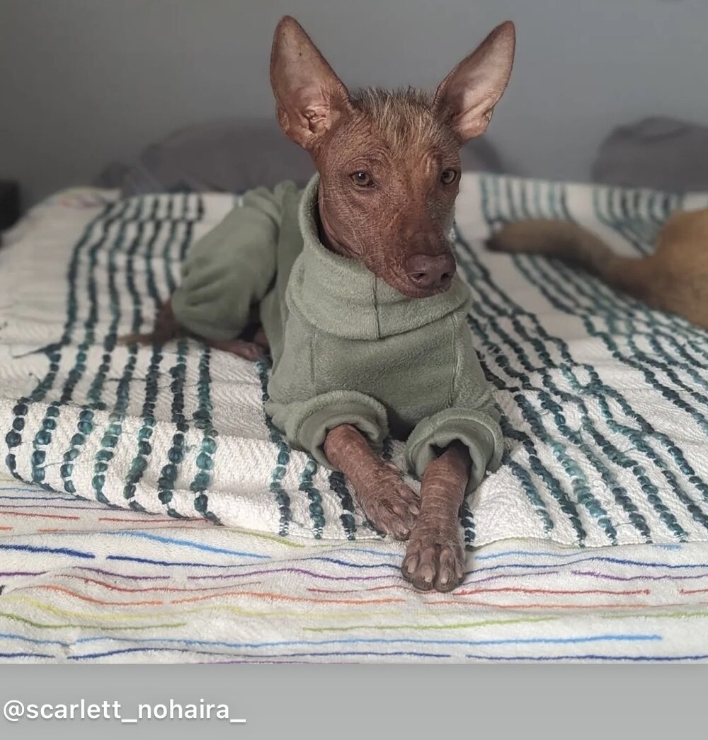 Fleece Lined Sweatshirt - Honey Yellow