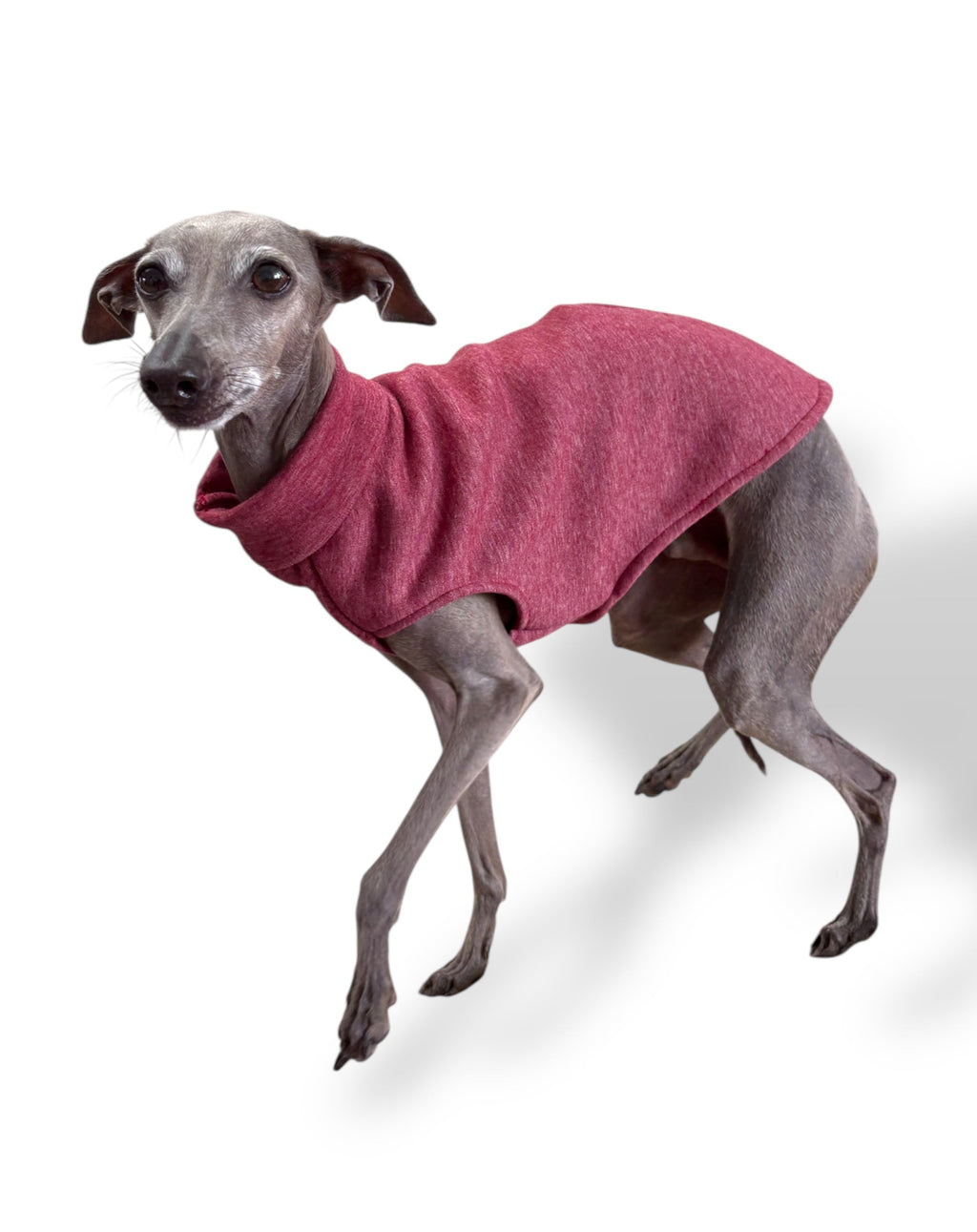 Dog wearing a pink sweater on a white background