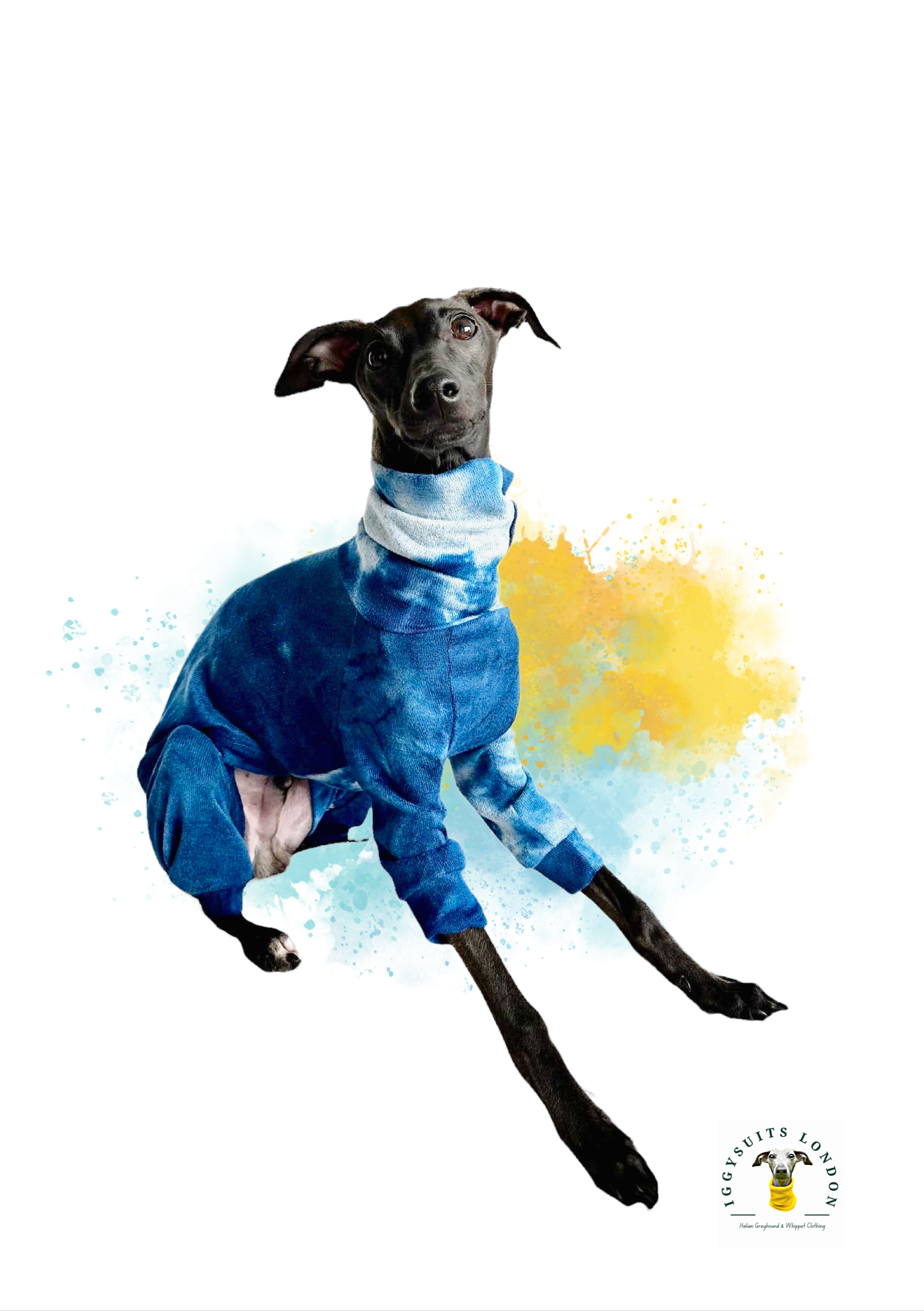 Dog wearing a blue outfit with colorful abstract background