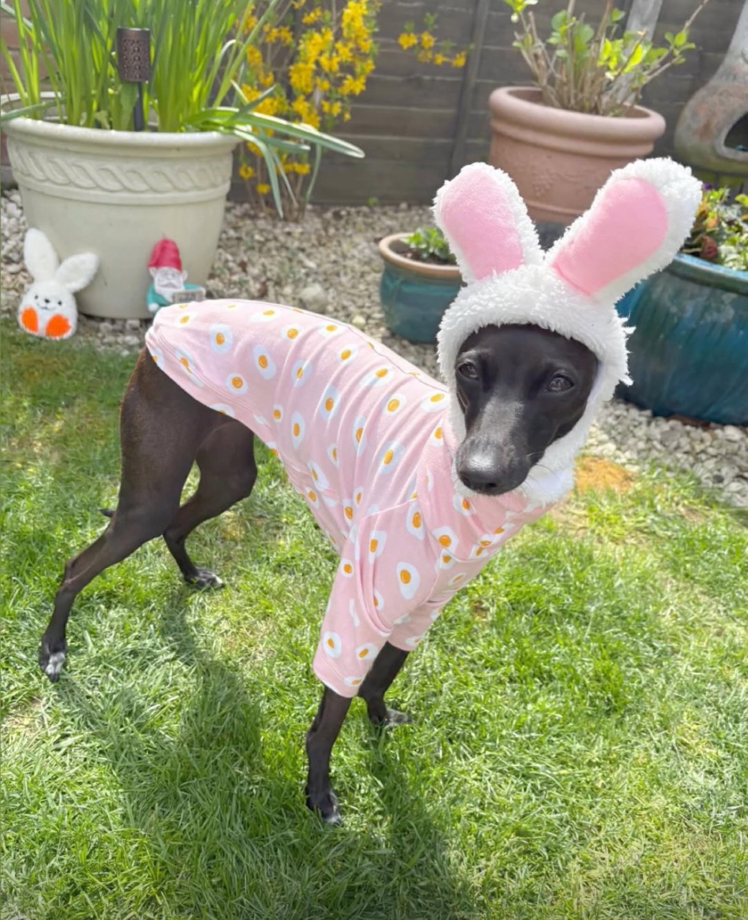 Jersey T-Shirt - Fried Eggs