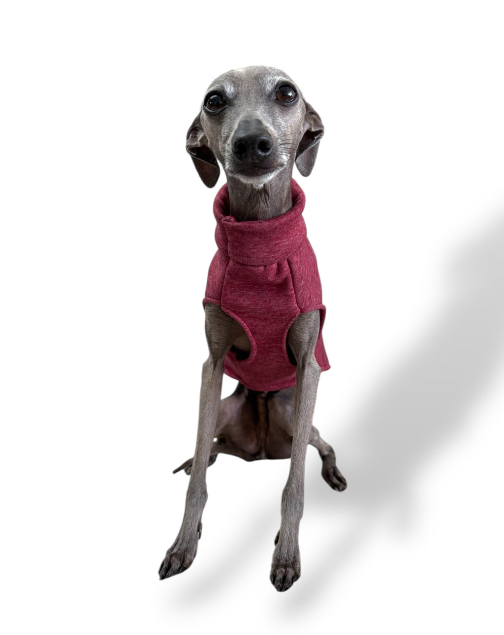 Dog wearing a pink sweater on a white background