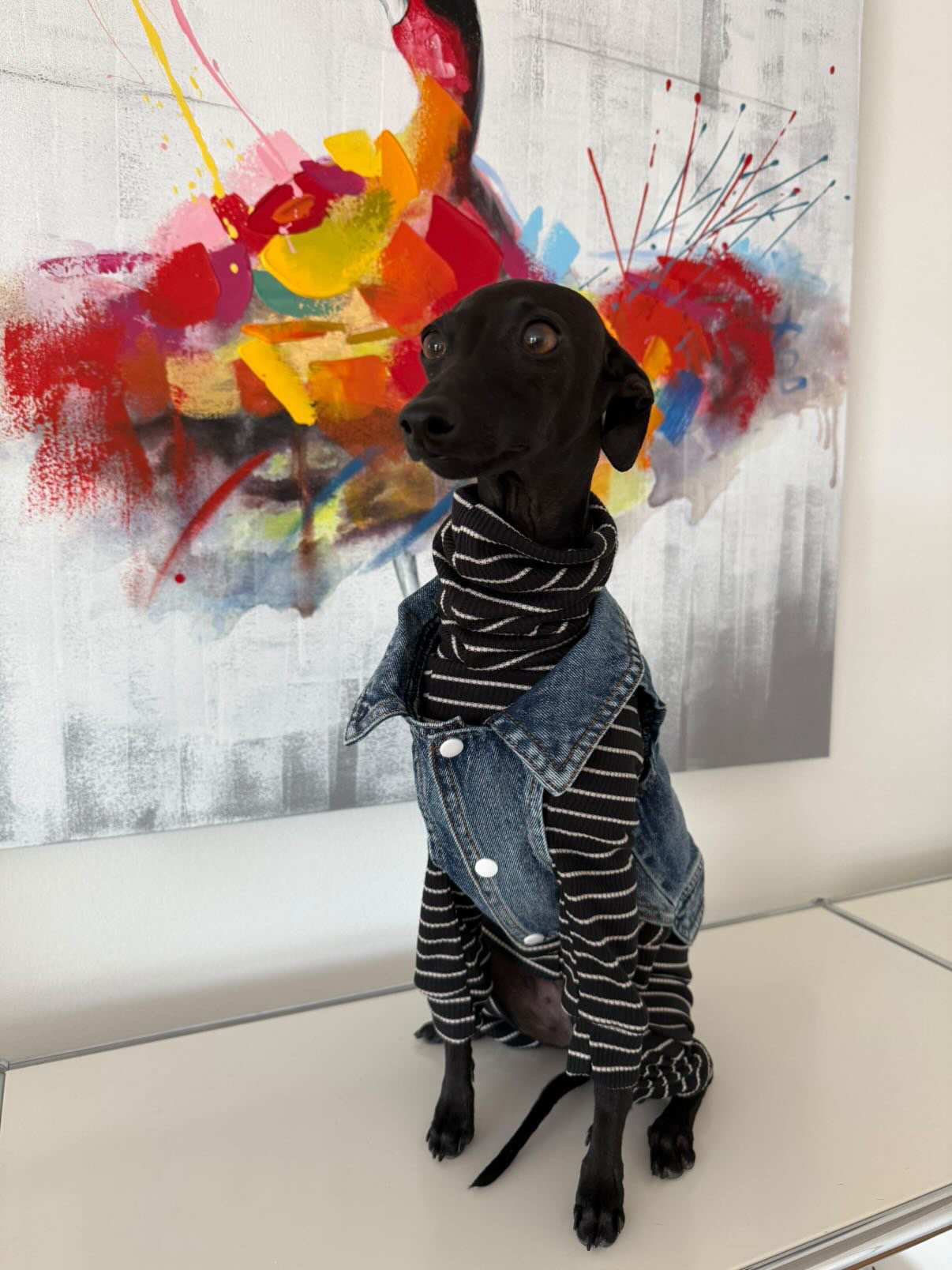 Denim Jacket - Cool Iggy Club