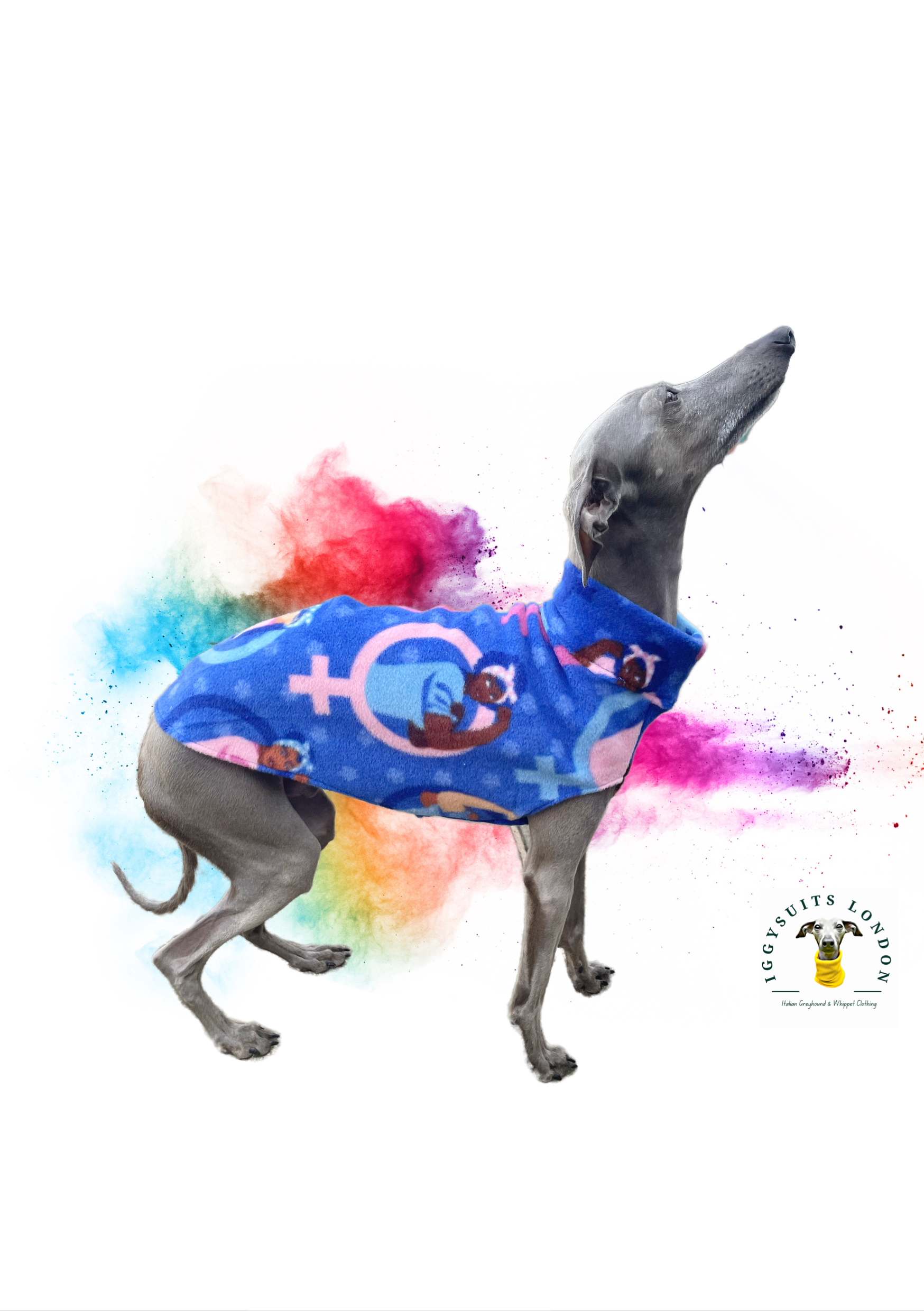 Dog wearing a blue hoodie with colorful abstract background