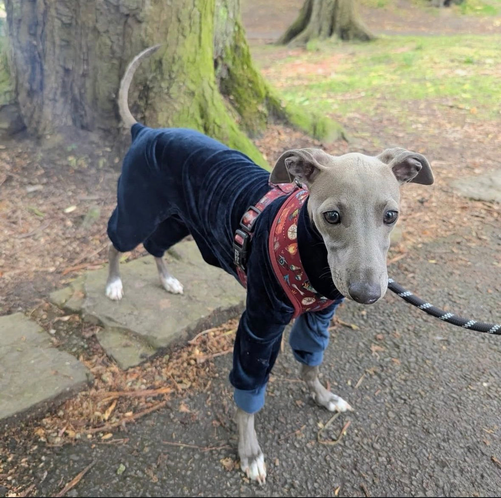 Mink Velour Jersey Suit - Navy Blue