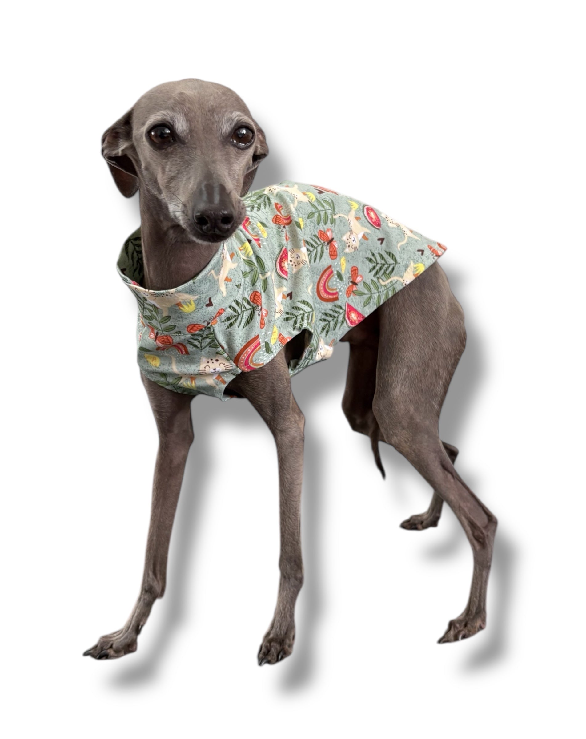 Dog wearing a floral patterned shirt on a white background