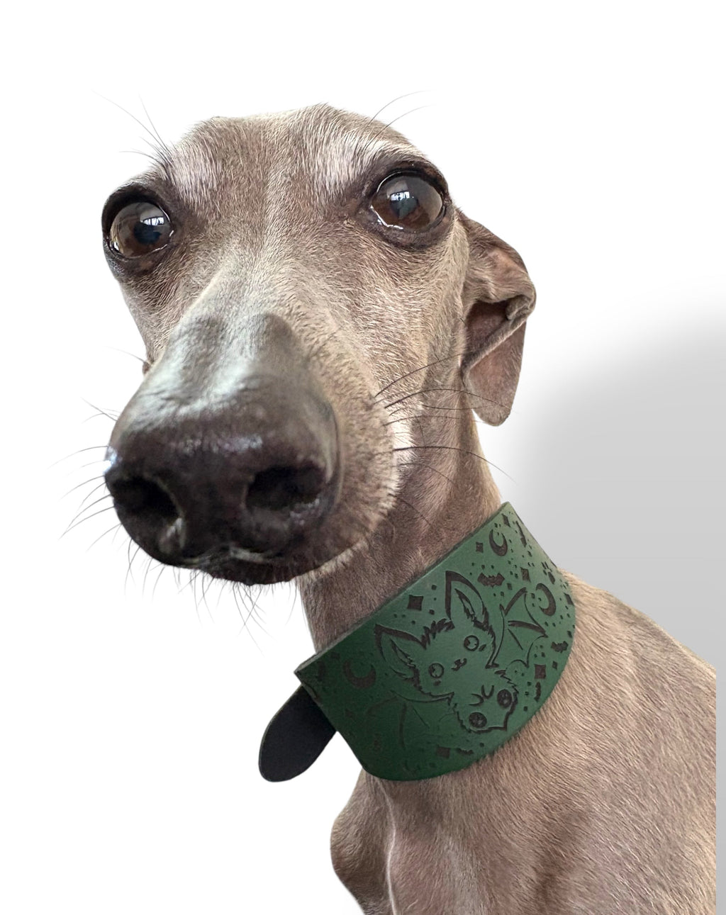 Dog wearing a green collar with a pattern on a white background