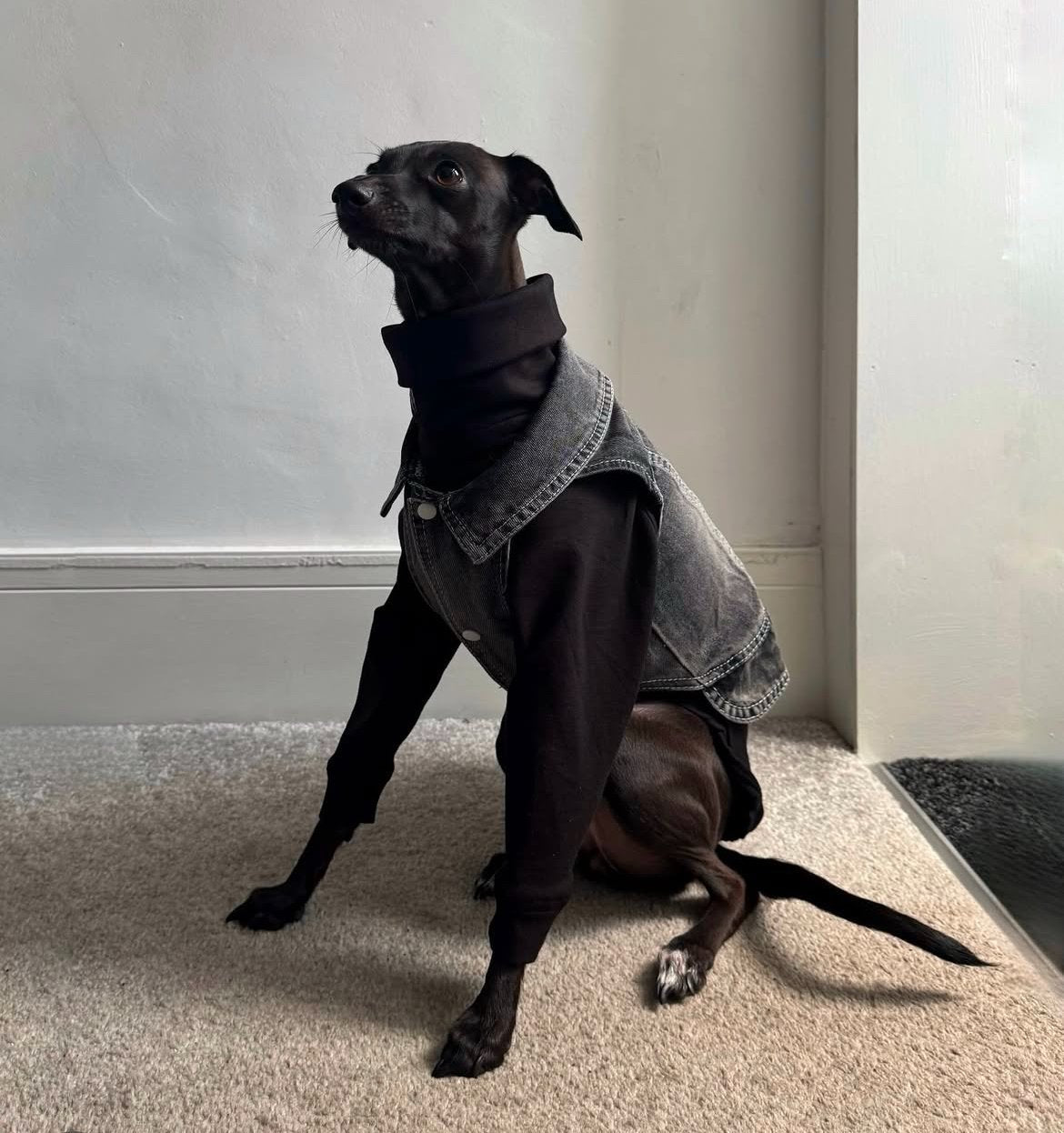 Denim Jacket - Cool Iggy Club