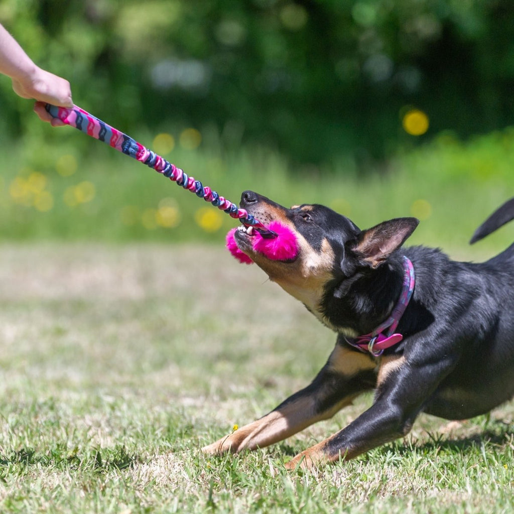 A black and brown dog wearing a pink collar tugs on the Bright Fauxtastic Tug held by a person, playing outside on a grassy field with a blurred green background.