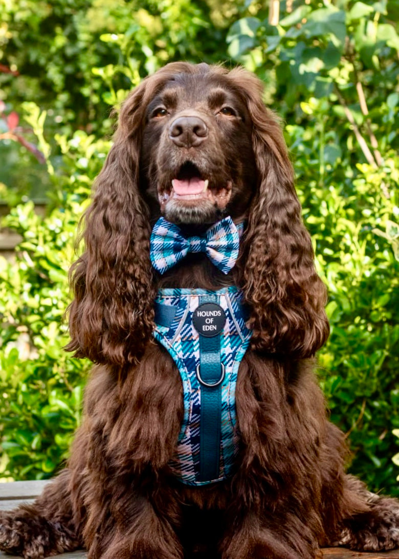 Tealing Smart Design Dog Bow Tie