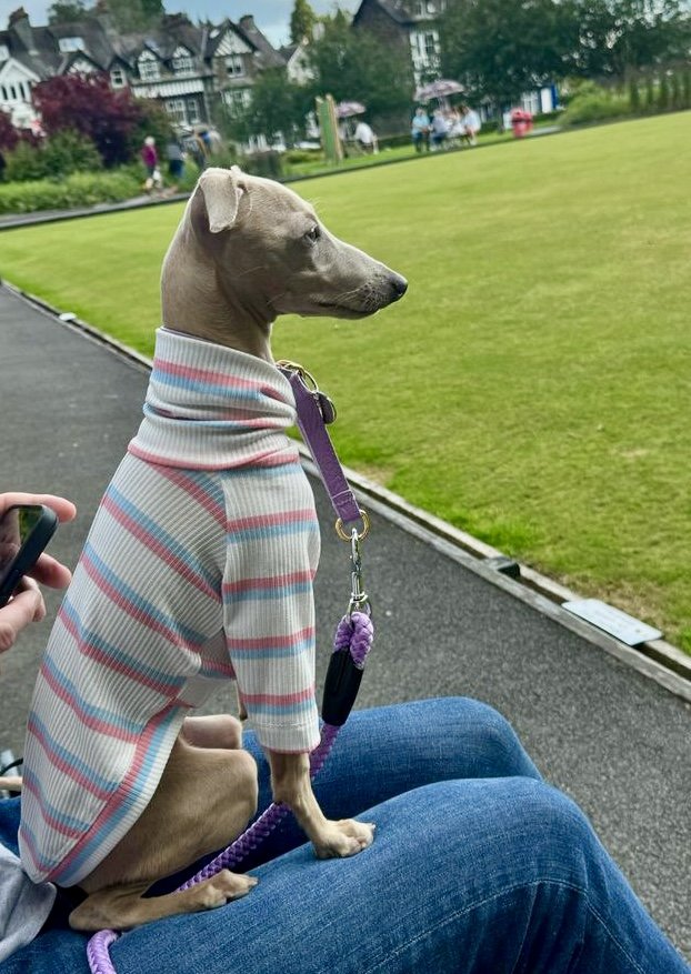 Dog wearing a striped sweater on a person's lap with a park in the background