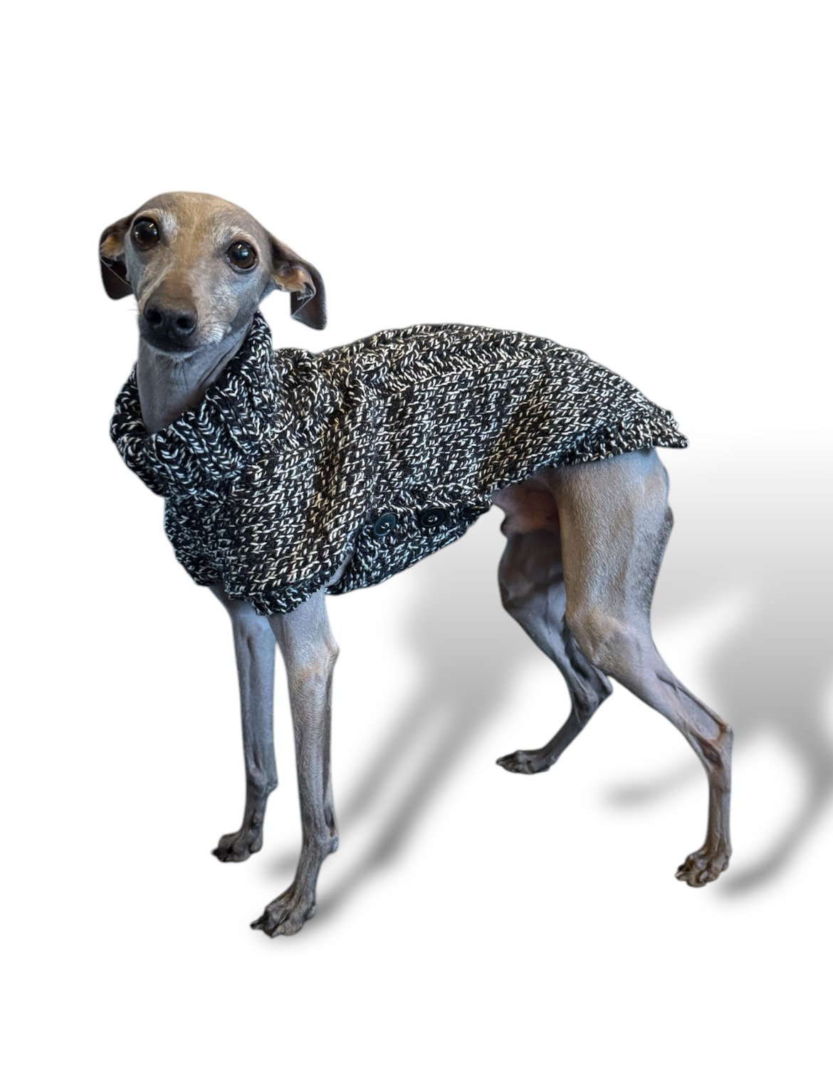 Dog wearing a knitted sweater on a white background
