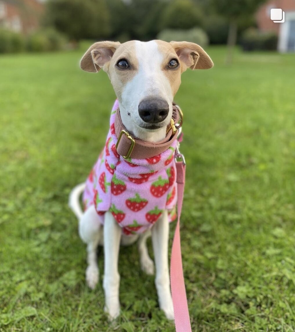 Dog wearing a pink outfit with strawberry pattern on grass