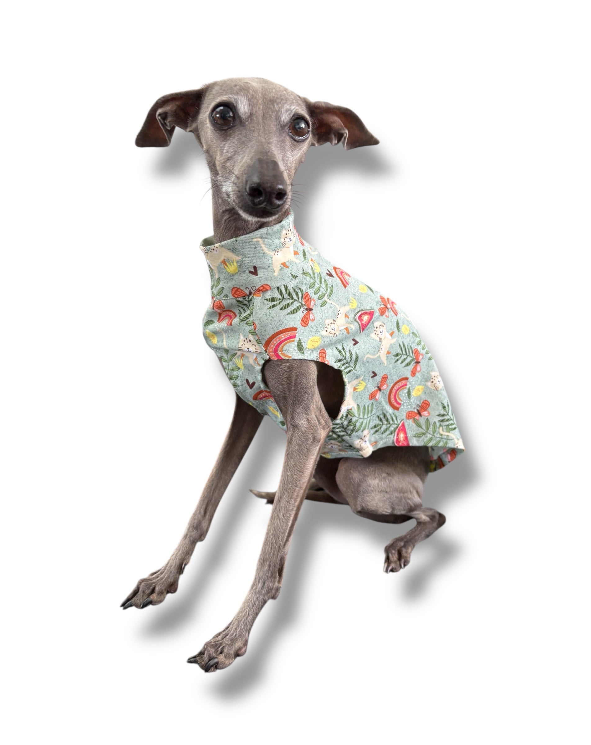 Dog wearing a patterned shirt on a white background
