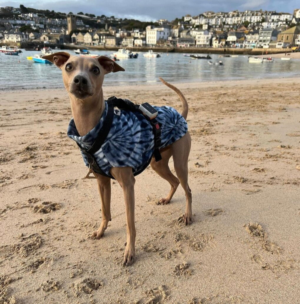 Dog wearing a blue tie-dye shirt on a sandy beach with a waterfront background