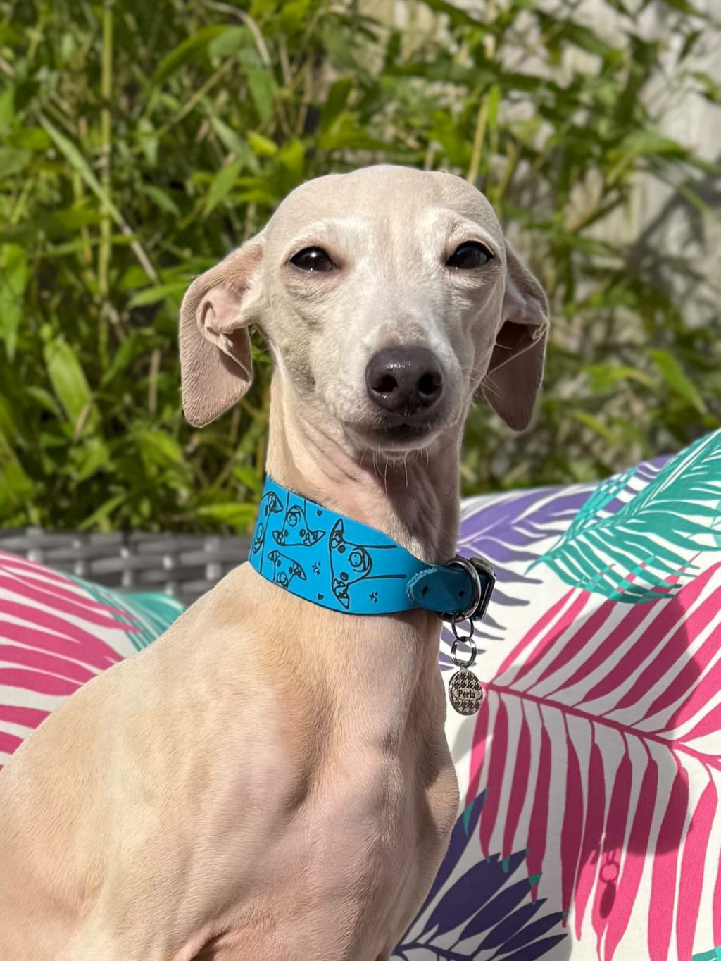 Leather Collar - Hounds