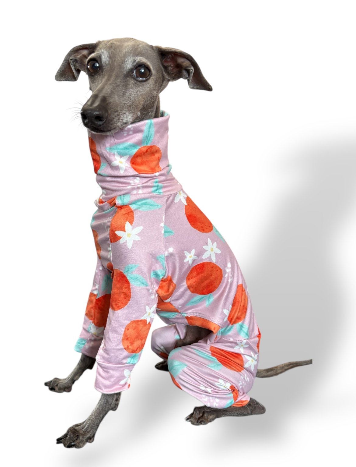Dog wearing a pink floral outfit on a white background