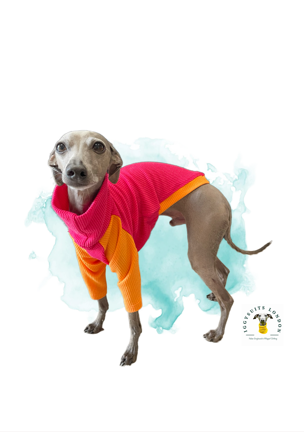 Dog wearing a pink and orange outfit on a white background