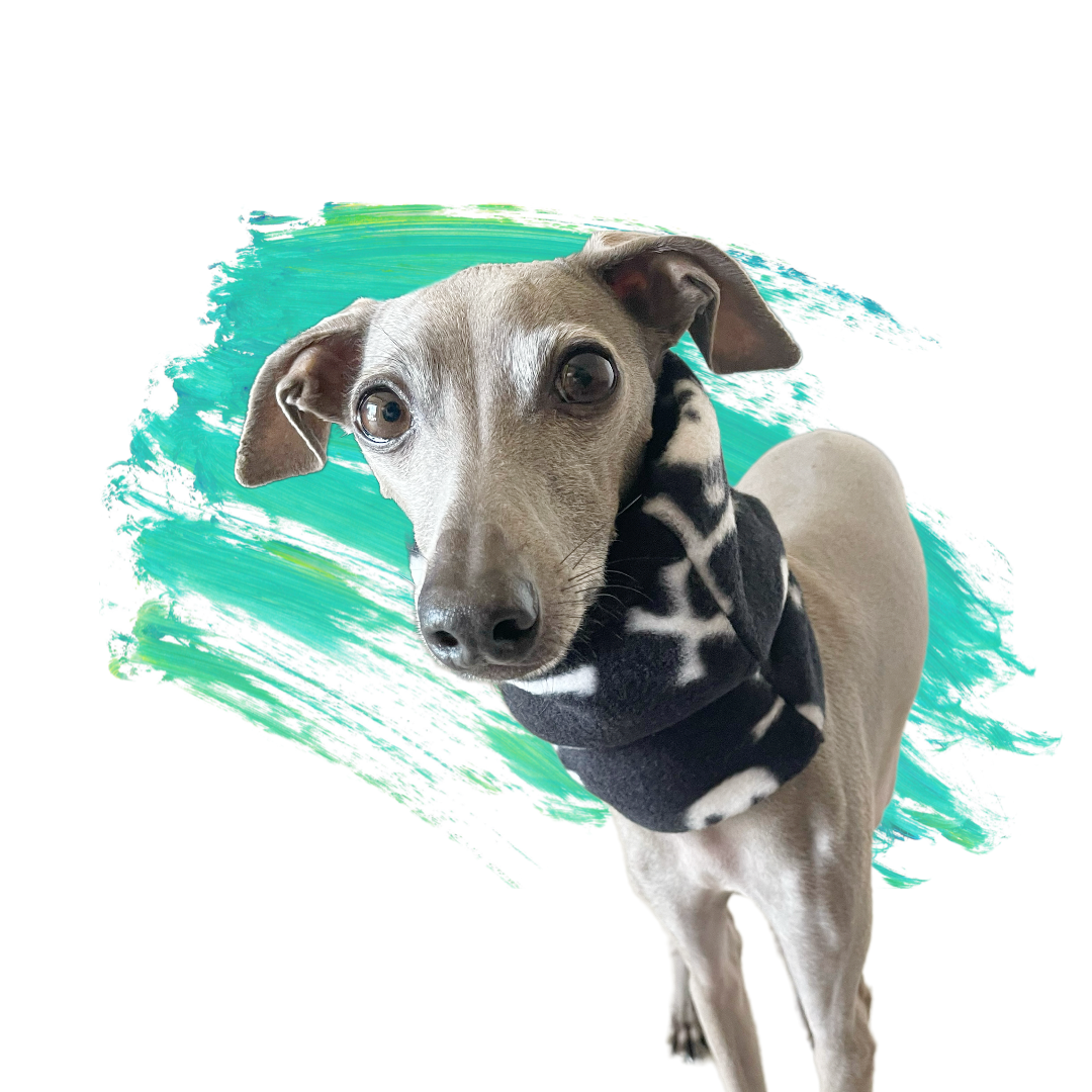 Dog wearing a sweater with a colorful abstract background