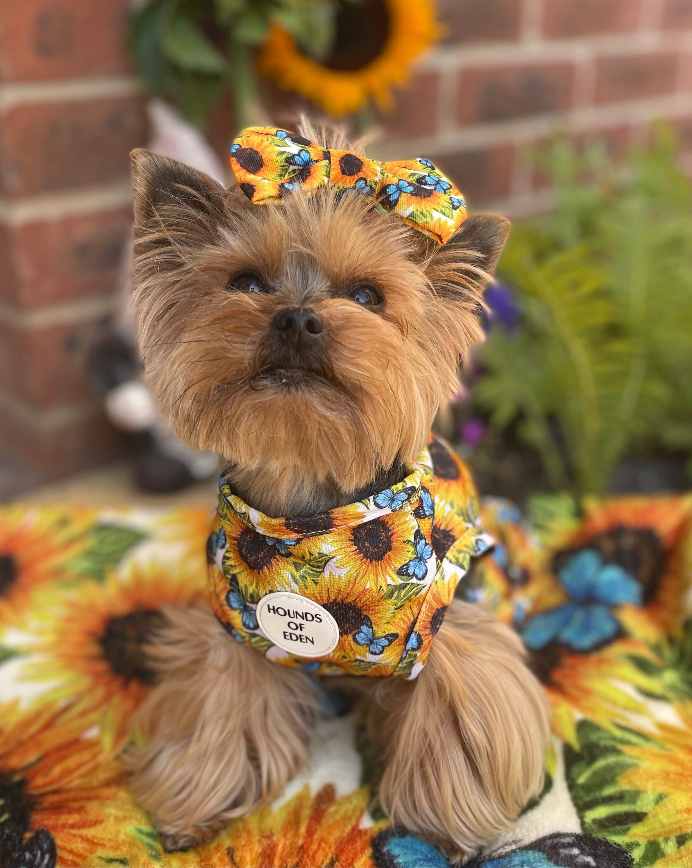 Sunflower Flutter Dog Cooling Vest