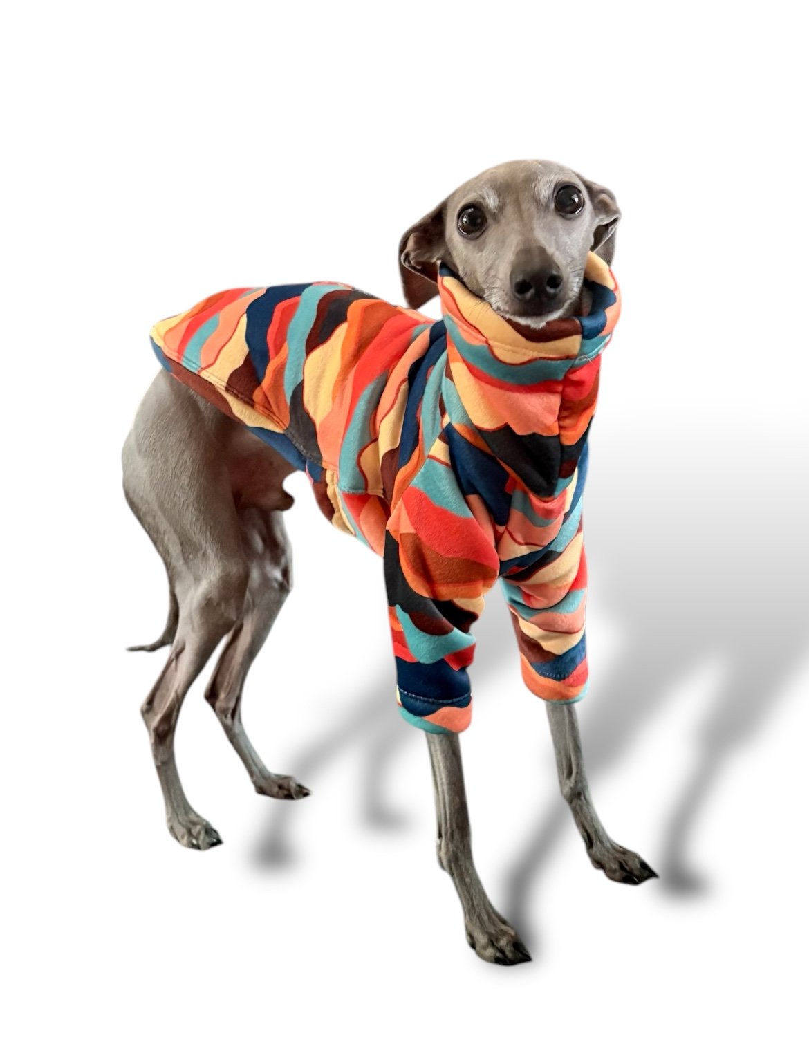 Dog wearing a colorful striped sweater on a white background