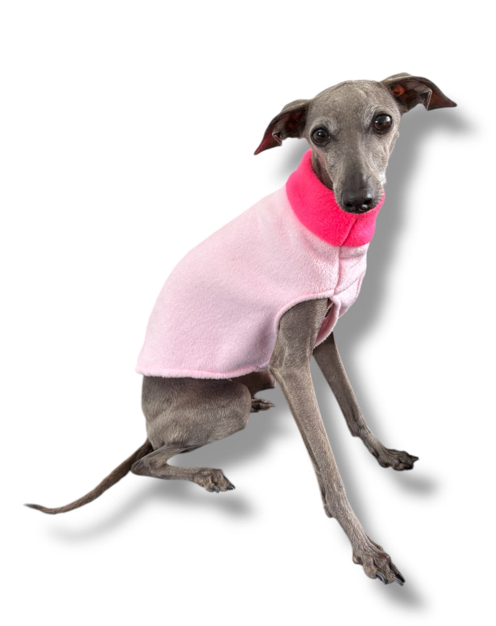 Dog wearing a pink sweater with a white background