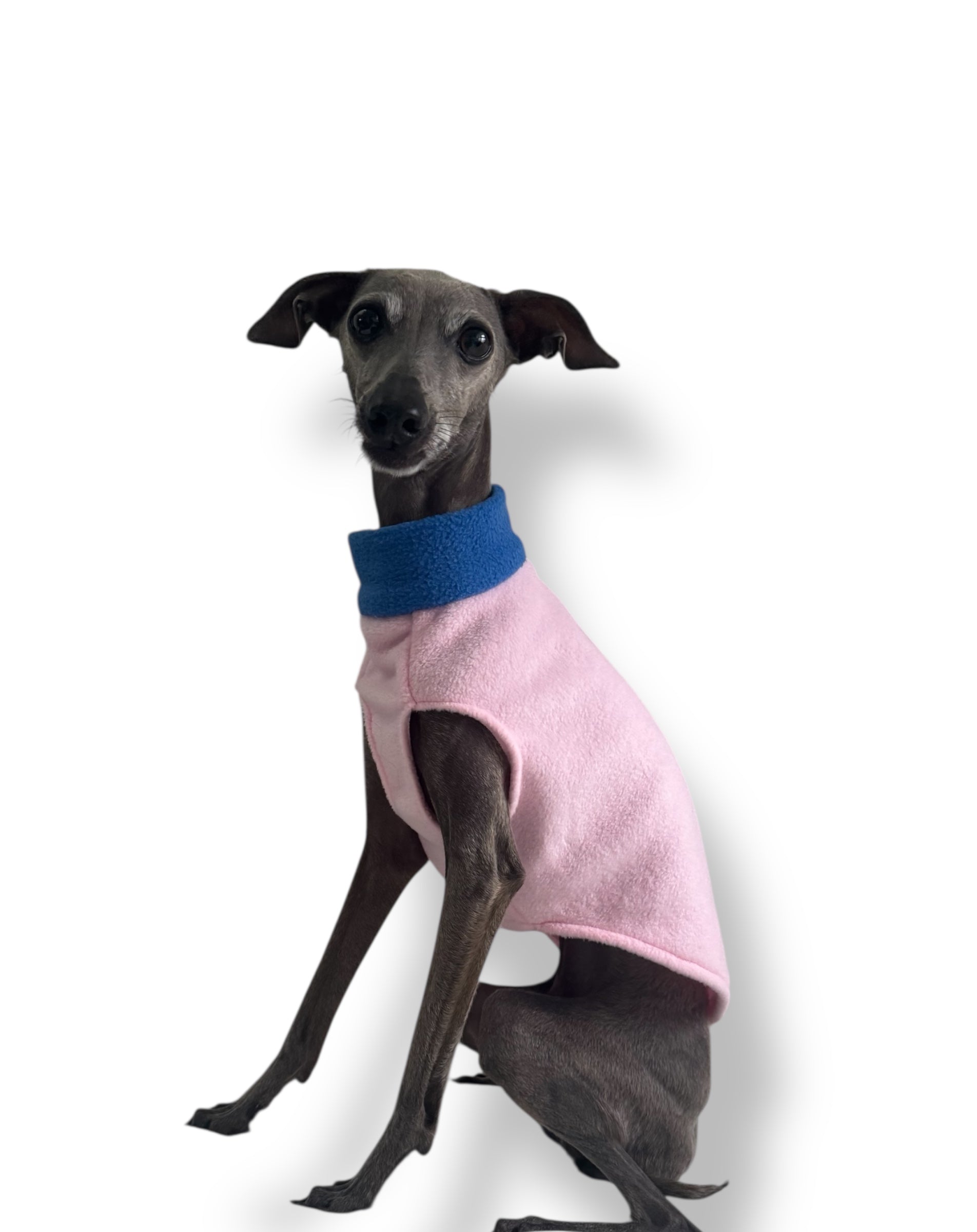 Dog wearing a pink sweater with a blue collar on a white background