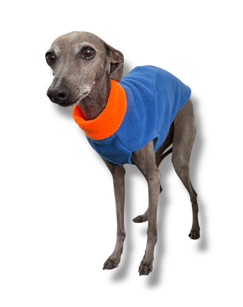 Dog wearing a blue and orange sweater on a white background