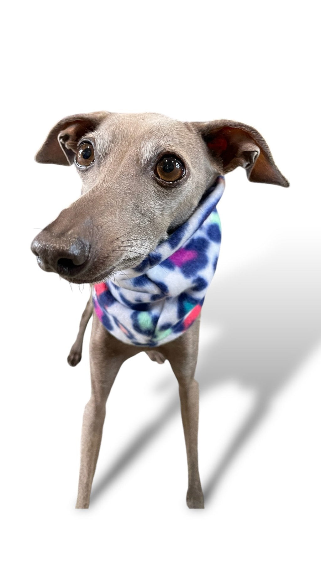 Dog wearing a colorful bandana on a white background