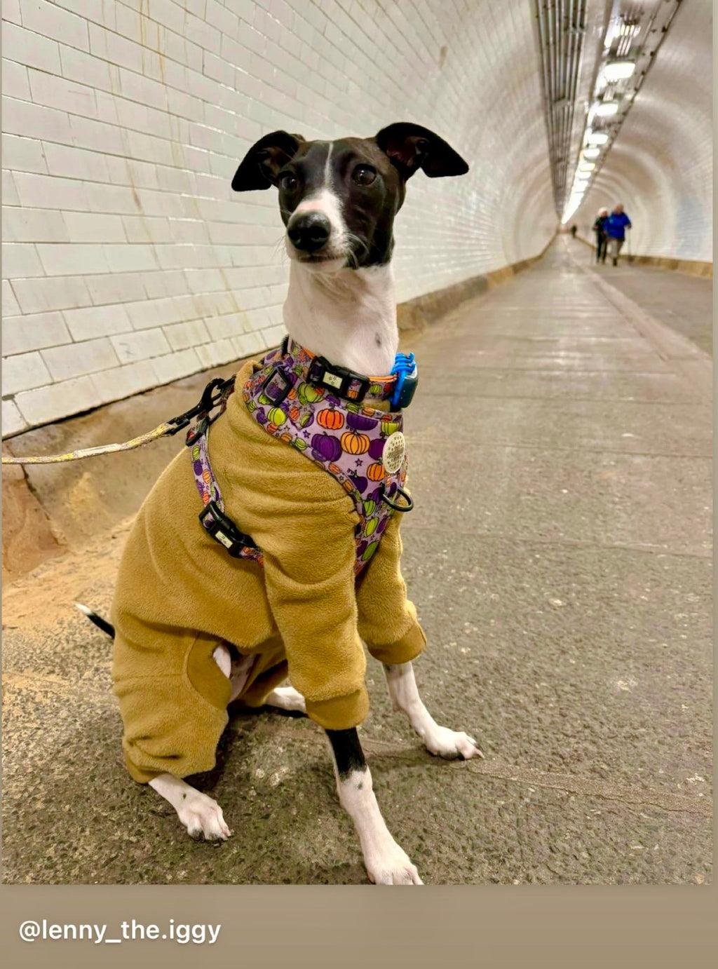Fleece Lined Sweatshirt - Honey Yellow