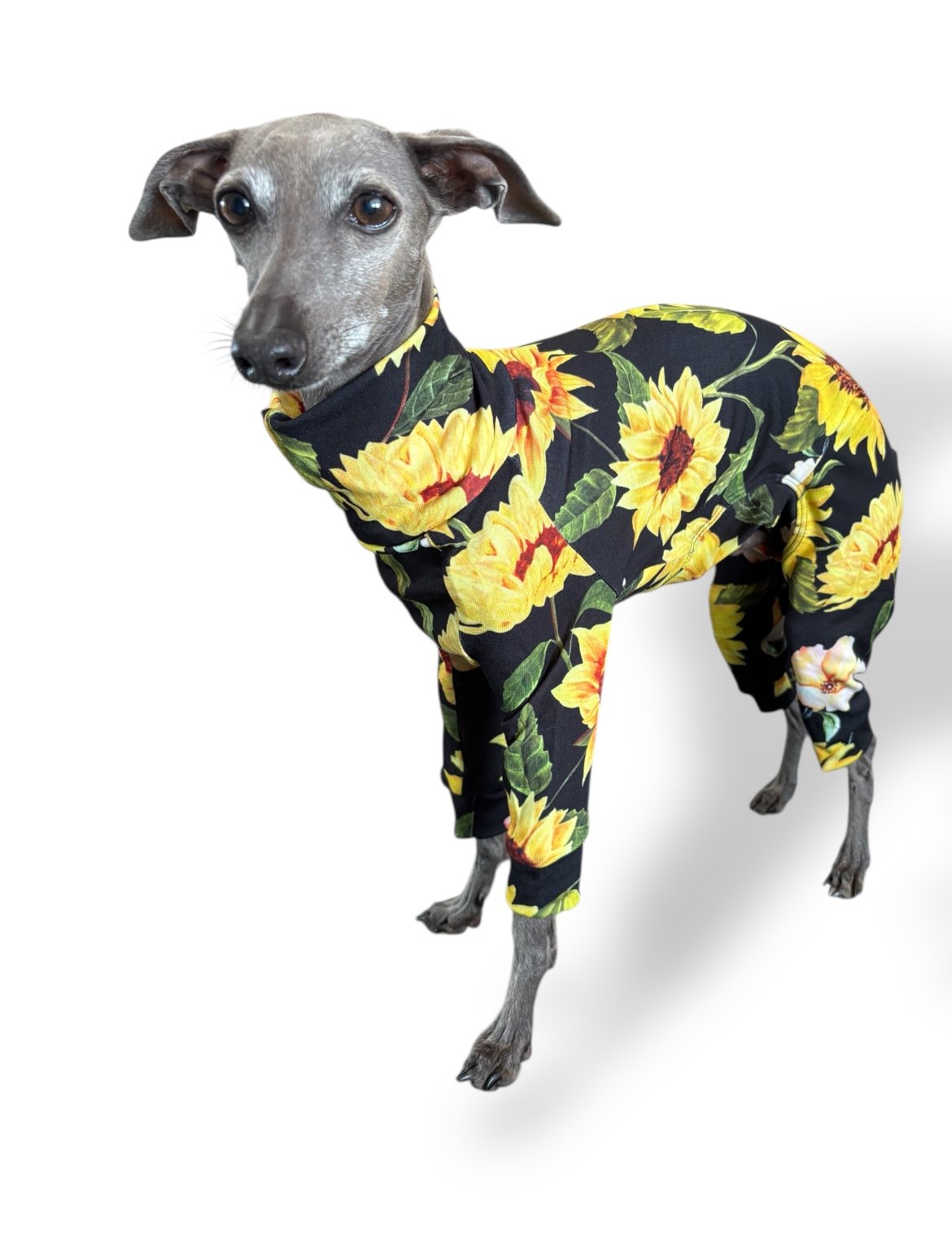 Dog wearing a floral patterned outfit on a white background