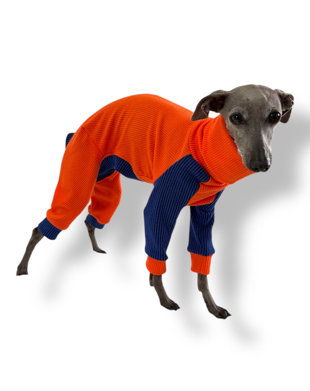 Dog wearing an orange and blue sweater on a white background