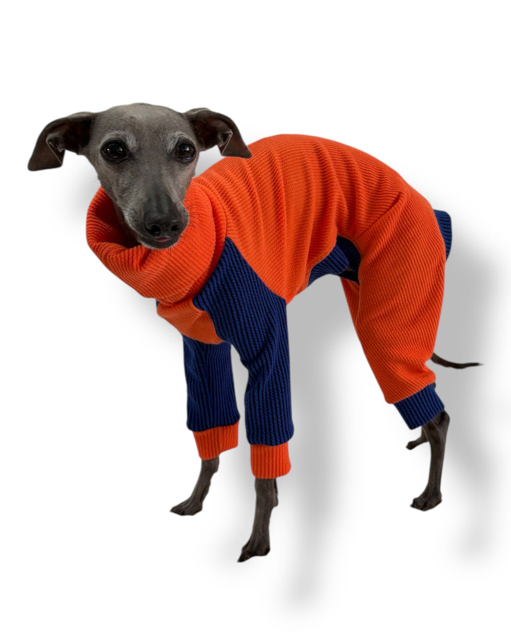 Dog wearing an orange and blue sweater on a white background