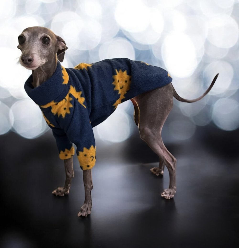 Dog wearing a blue sweater with yellow patterns on a blurred light background