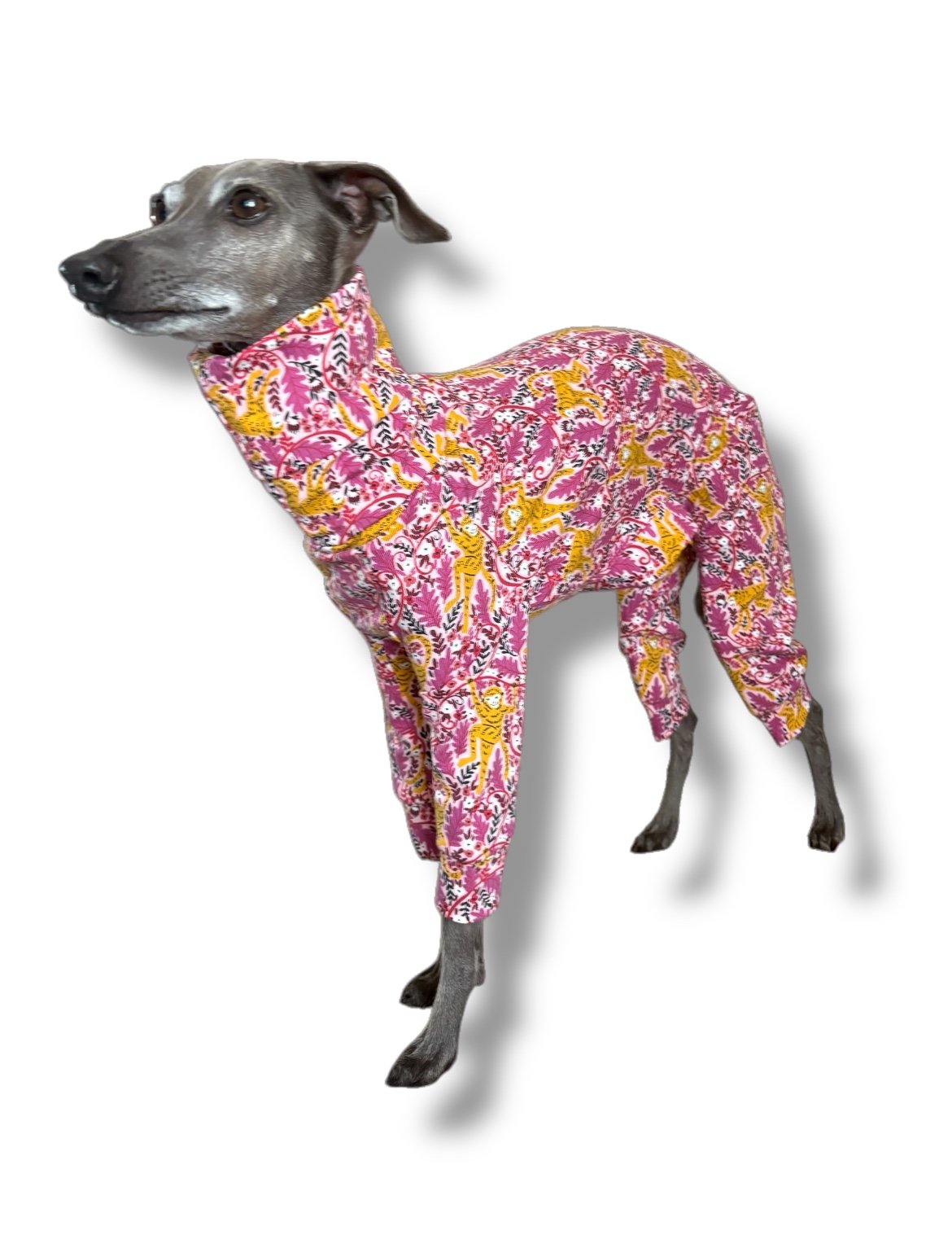 Dog wearing a pink and yellow patterned outfit on a white background