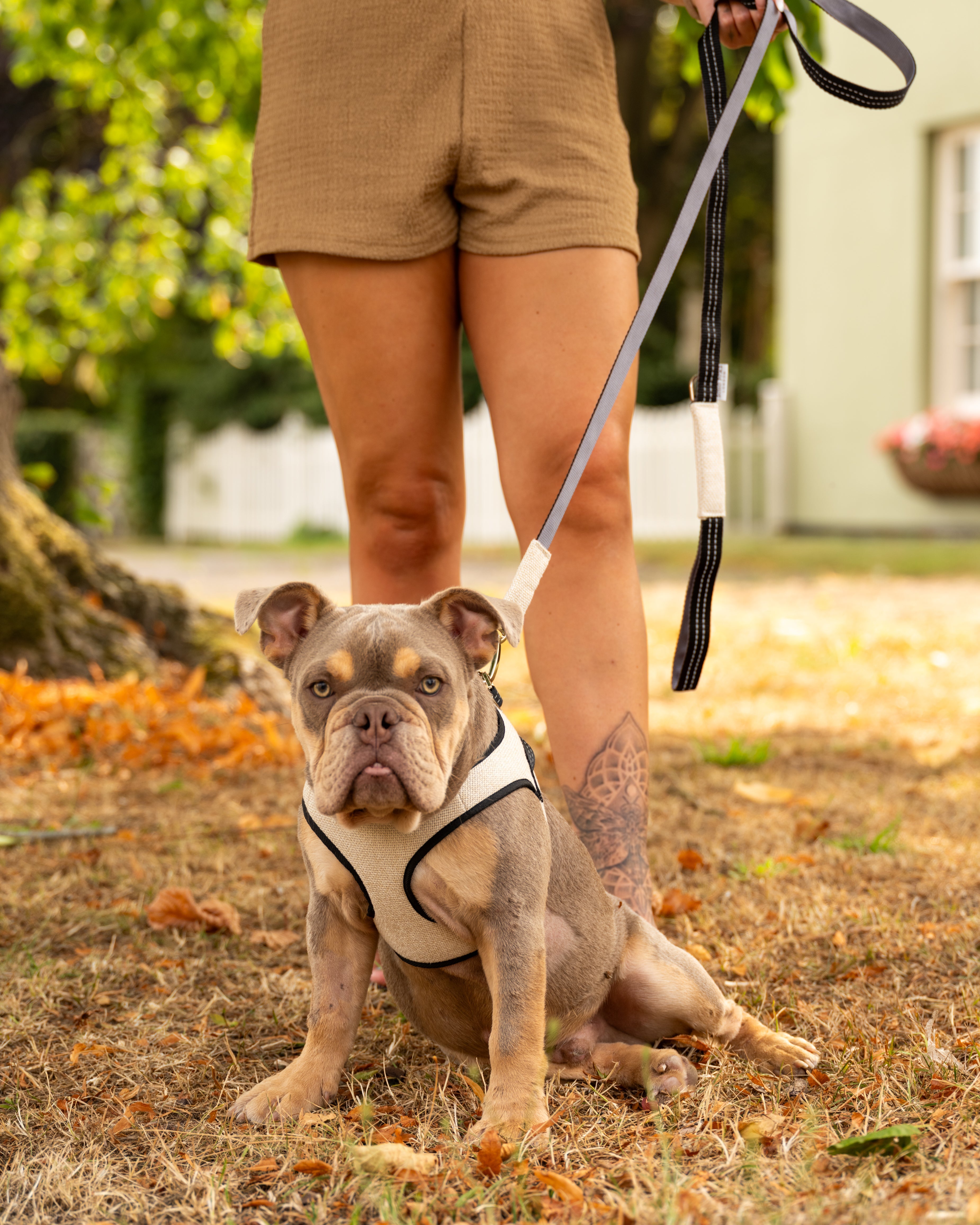 Soho Poms x Bowl & Bone Republic Mayfair Harness - Cream